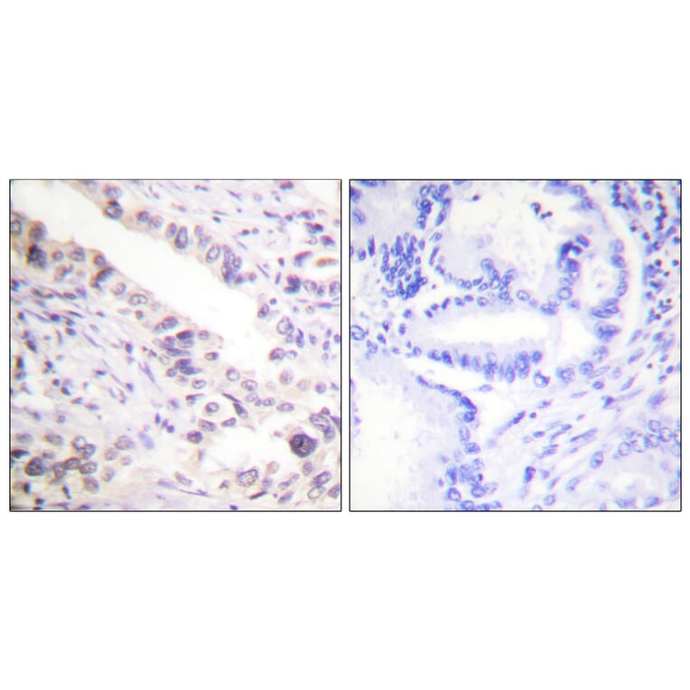 Immunohistochemistry - Anti-Smad2 Antibody (B0030) - Antibodies.com