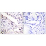 Immunohistochemistry - Anti-Smad2 Antibody (B0030) - Antibodies.com