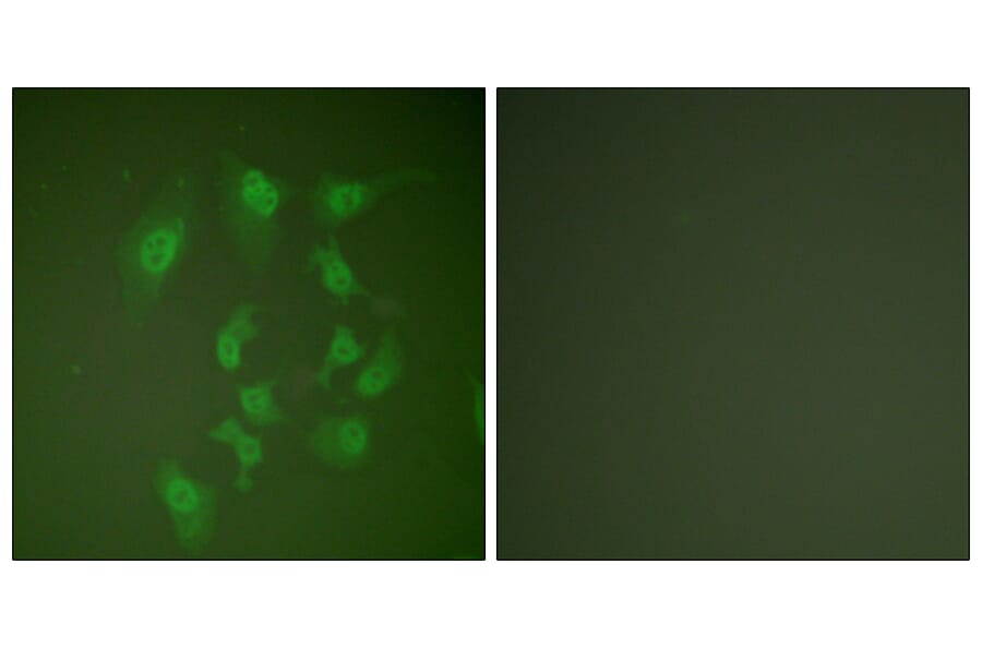 Immunofluorescence - Anti-Smad2 Antibody (B0030) - Antibodies.com