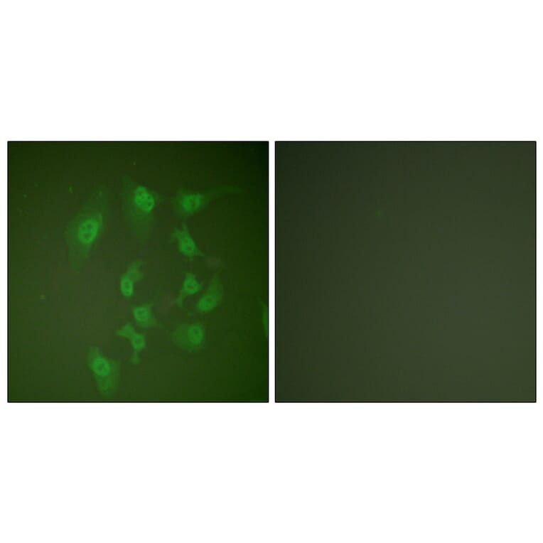 Immunofluorescence - Anti-Smad2 Antibody (B0030) - Antibodies.com