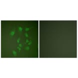 Immunofluorescence - Anti-Smad2 Antibody (B0030) - Antibodies.com