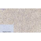 Immunohistochemistry - Anti-Smad2 Antibody (B0030) - Antibodies.com