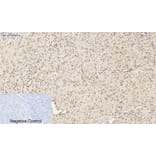 Immunohistochemistry - Anti-Smad2 Antibody (B0030) - Antibodies.com