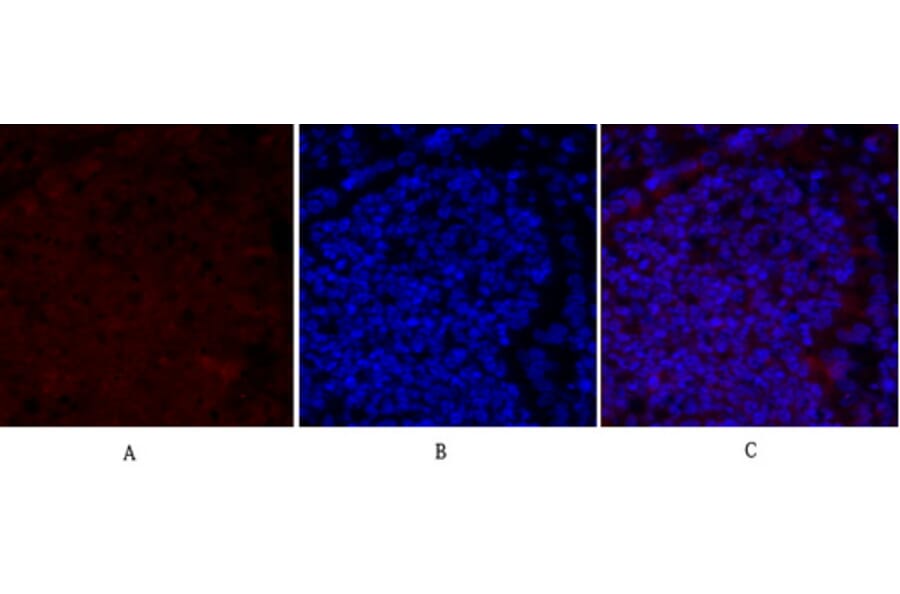 Immunofluorescence - Anti-Smad2 Antibody (B0030) - Antibodies.com