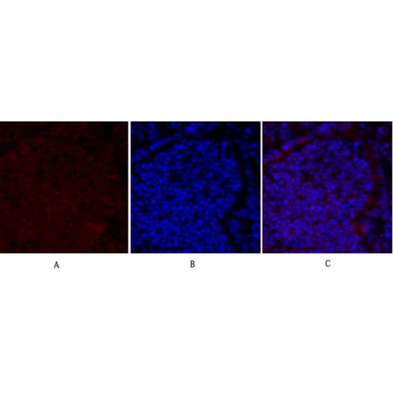 Immunofluorescence - Anti-Smad2 Antibody (B0030) - Antibodies.com
