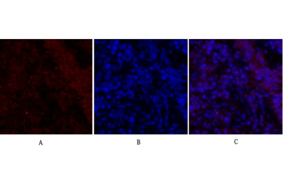 Immunofluorescence - Anti-Smad2 Antibody (B0030) - Antibodies.com