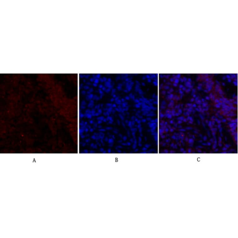 Immunofluorescence - Anti-Smad2 Antibody (B0030) - Antibodies.com