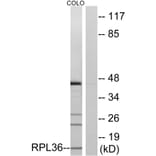 Western Blot - Anti-RPL36 Antibody (C14175) - Antibodies.com