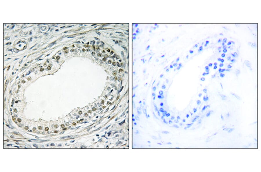 Immunohistochemistry - Anti-RPL36 Antibody (C14175) - Antibodies.com
