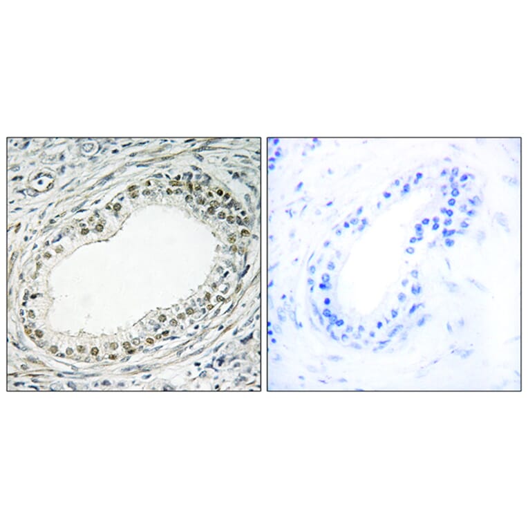 Immunohistochemistry - Anti-RPL36 Antibody (C14175) - Antibodies.com