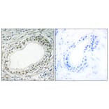 Immunohistochemistry - Anti-RPL36 Antibody (C14175) - Antibodies.com