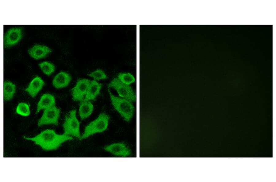 Immunofluorescence - Anti-RPL36 Antibody (C14175) - Antibodies.com