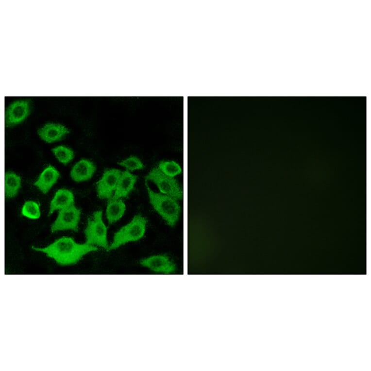 Immunofluorescence - Anti-RPL36 Antibody (C14175) - Antibodies.com