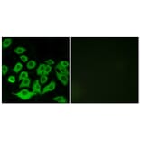 Immunofluorescence - Anti-RPL36 Antibody (C14175) - Antibodies.com