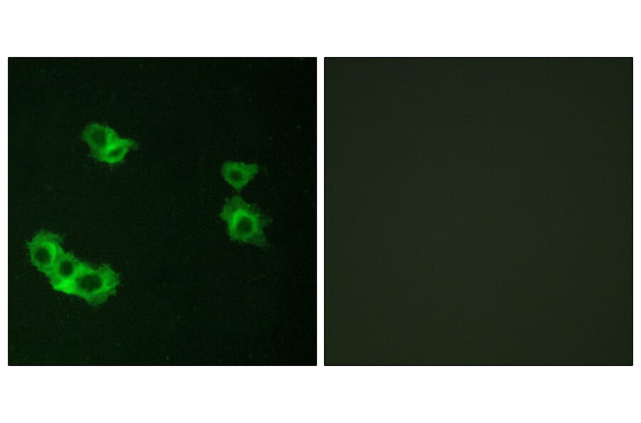Immunofluorescence - Anti-PTHR1 Antibody (G220) - Antibodies.com