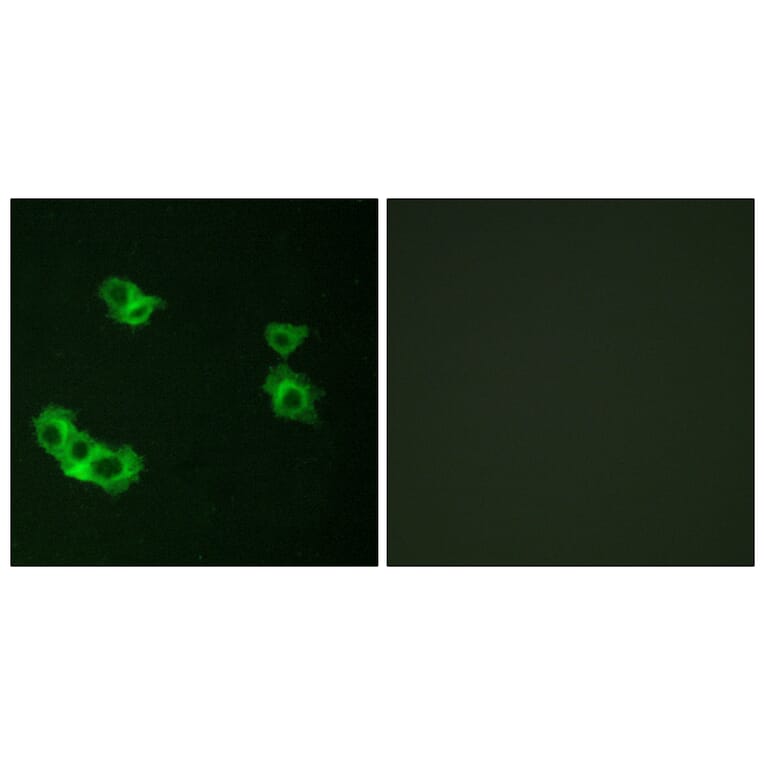 Immunofluorescence - Anti-PTHR1 Antibody (G220) - Antibodies.com