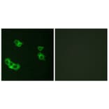 Immunofluorescence - Anti-PTHR1 Antibody (G220) - Antibodies.com