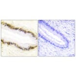 Immunohistochemistry - Anti-NR2F6 Antibody (C10336) - Antibodies.com