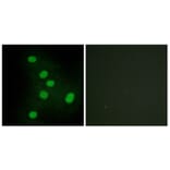 Immunofluorescence - Anti-NR2F6 Antibody (C10336) - Antibodies.com