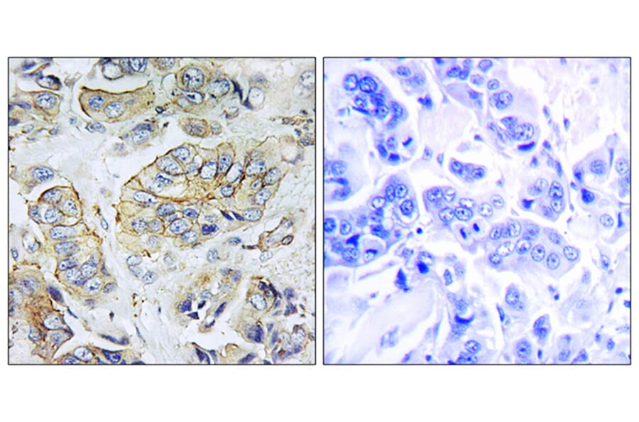 Immunohistochemistry - Anti-NPY5R Antibody (G412) - Antibodies.com