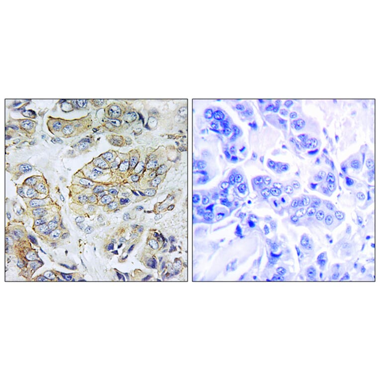 Immunohistochemistry - Anti-NPY5R Antibody (G412) - Antibodies.com