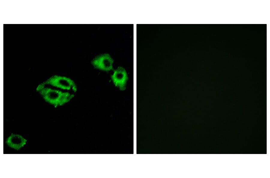 Immunofluorescence - Anti-NPY5R Antibody (G412) - Antibodies.com