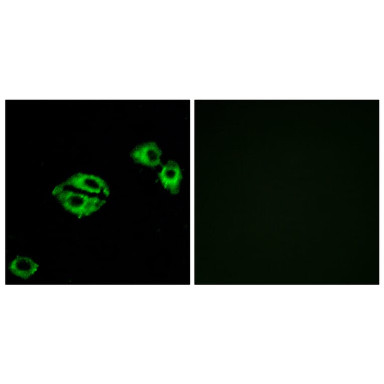 Immunofluorescence - Anti-NPY5R Antibody (G412) - Antibodies.com