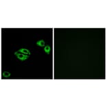 Immunofluorescence - Anti-NPY5R Antibody (G412) - Antibodies.com