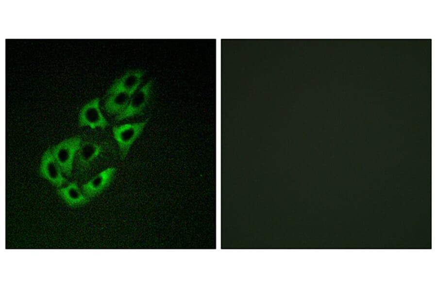 Immunofluorescence - Anti-MtSSB Antibody (C10880) - Antibodies.com