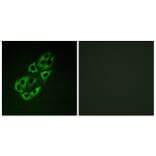Immunofluorescence - Anti-MtSSB Antibody (C10880) - Antibodies.com