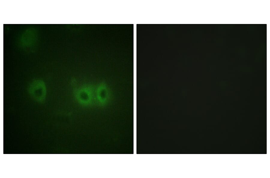 Immunofluorescence - Anti-MRLC2 Antibody (B0690) - Antibodies.com