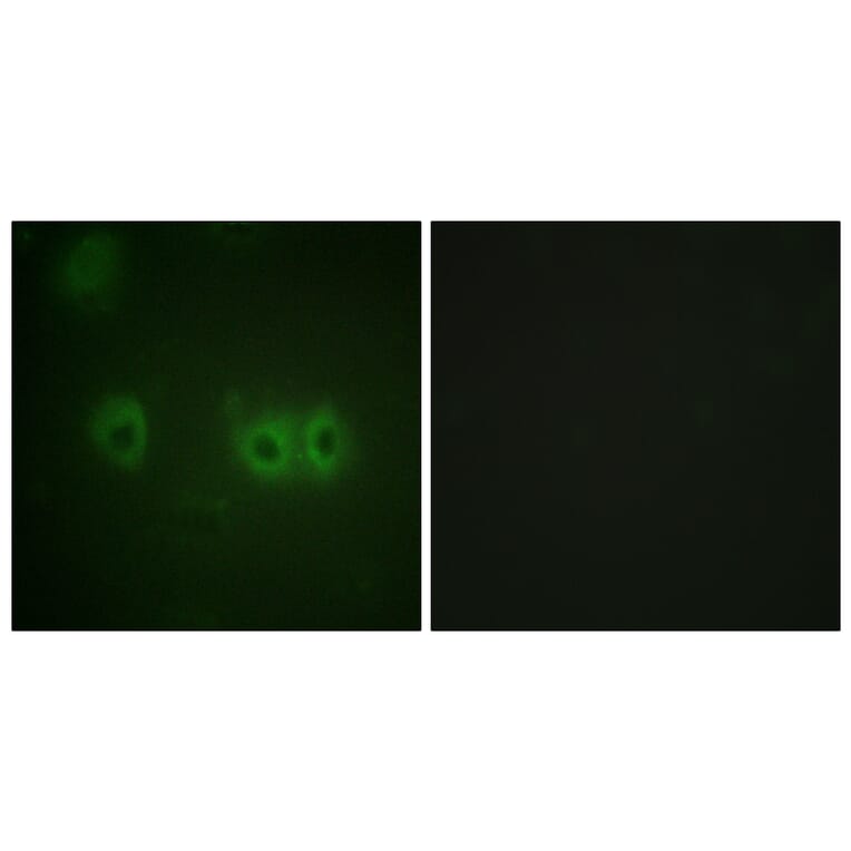 Immunofluorescence - Anti-MRLC2 Antibody (B0690) - Antibodies.com