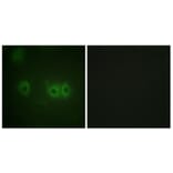 Immunofluorescence - Anti-MRLC2 Antibody (B0690) - Antibodies.com