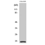Western Blot - Anti-MRLC2 Antibody (B0690) - Antibodies.com