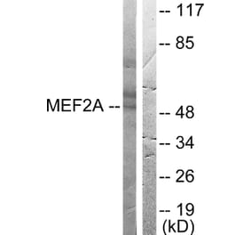 Western Blot - Anti-MEF2A Antibody (B0019) - Antibodies.com