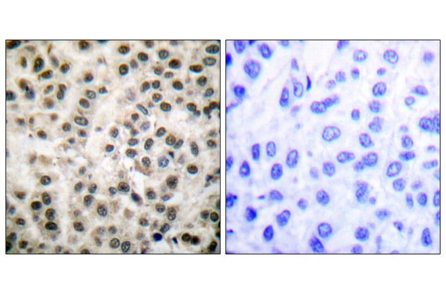 Immunohistochemistry - Anti-MEF2A Antibody (B0019) - Antibodies.com