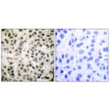 Immunohistochemistry - Anti-MEF2A Antibody (B0019) - Antibodies.com