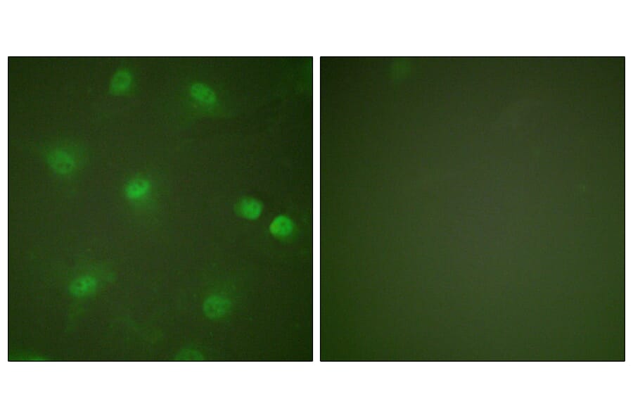 Immunofluorescence - Anti-MEF2A Antibody (B0019) - Antibodies.com