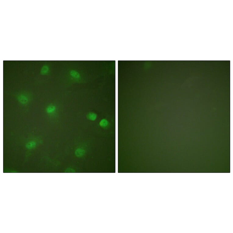 Immunofluorescence - Anti-MEF2A Antibody (B0019) - Antibodies.com