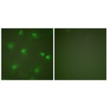 Immunofluorescence - Anti-MEF2A Antibody (B0019) - Antibodies.com