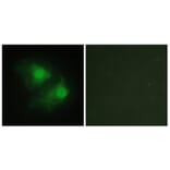 Immunofluorescence - Anti-LIMK2 Antibody (C10720) - Antibodies.com