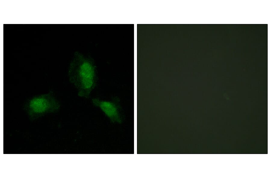 Immunofluorescence - Anti-IRS-1 Antibody (B7121) - Antibodies.com