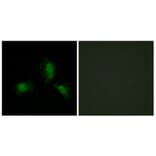 Immunofluorescence - Anti-IRS-1 Antibody (B7121) - Antibodies.com