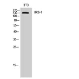 Western Blot - Anti-IRS-1 Antibody (B7121) - Antibodies.com