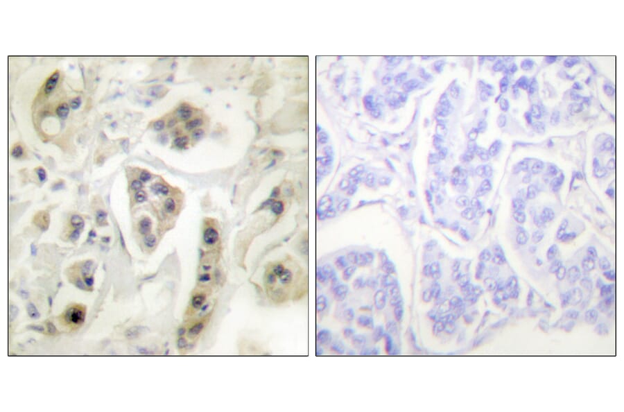 Immunohistochemistry - Anti-HSP60 Antibody (C0233) - Antibodies.com