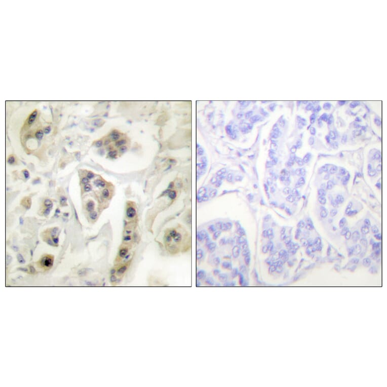 Immunohistochemistry - Anti-HSP60 Antibody (C0233) - Antibodies.com