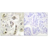 Immunohistochemistry - Anti-HSP60 Antibody (C0233) - Antibodies.com