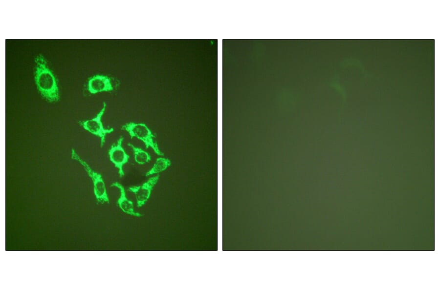 Immunofluorescence - Anti-HSP60 Antibody (C0233) - Antibodies.com