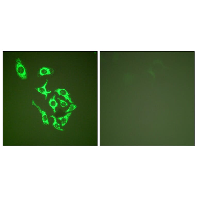 Immunofluorescence - Anti-HSP60 Antibody (C0233) - Antibodies.com