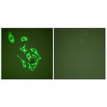 Immunofluorescence - Anti-HSP60 Antibody (C0233) - Antibodies.com